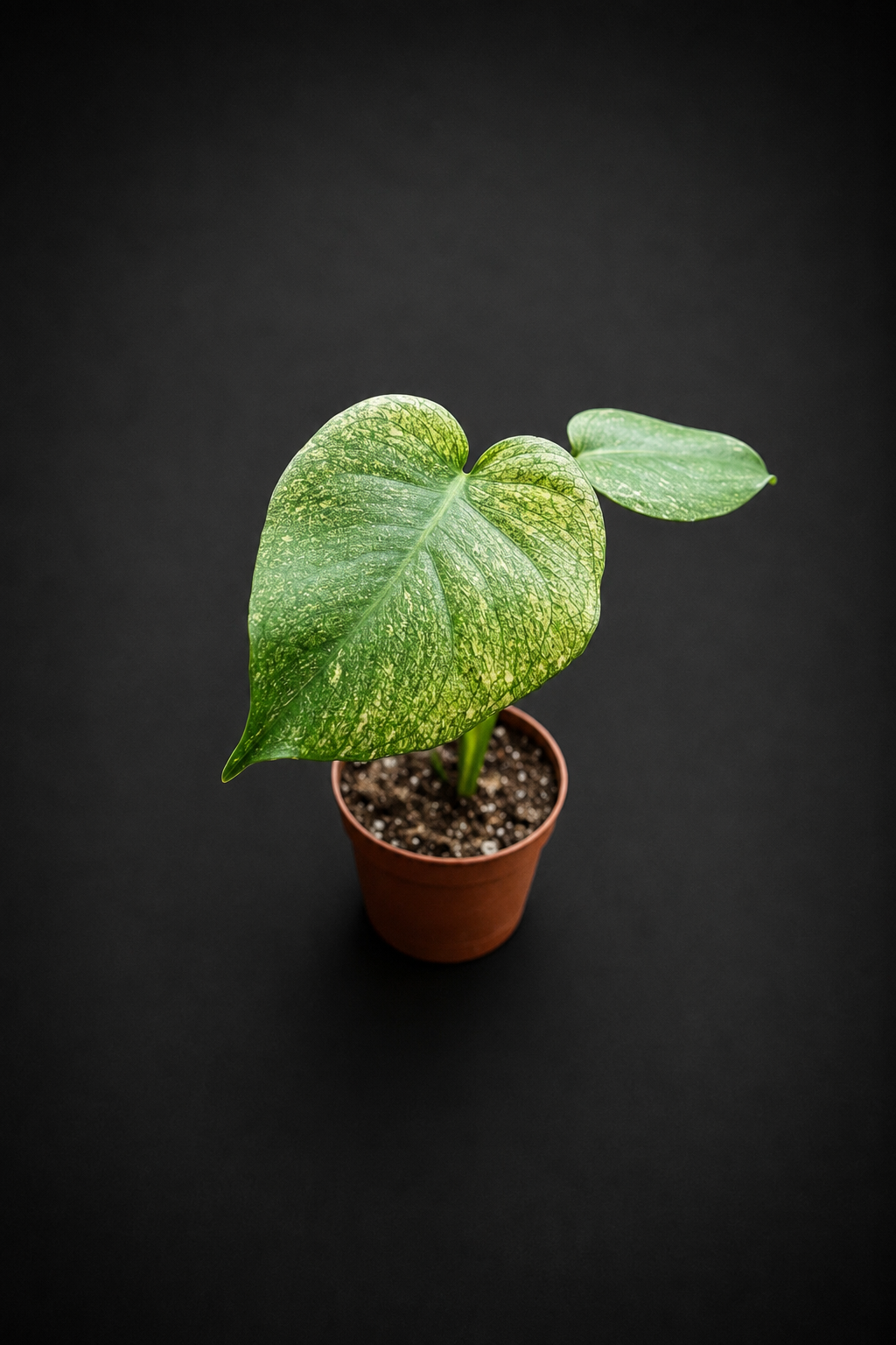 Monstera Mint - 1