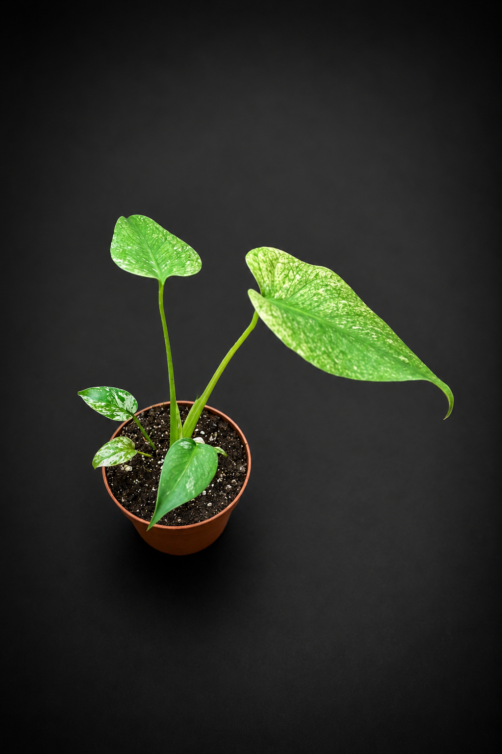 Monstera Mint - 1