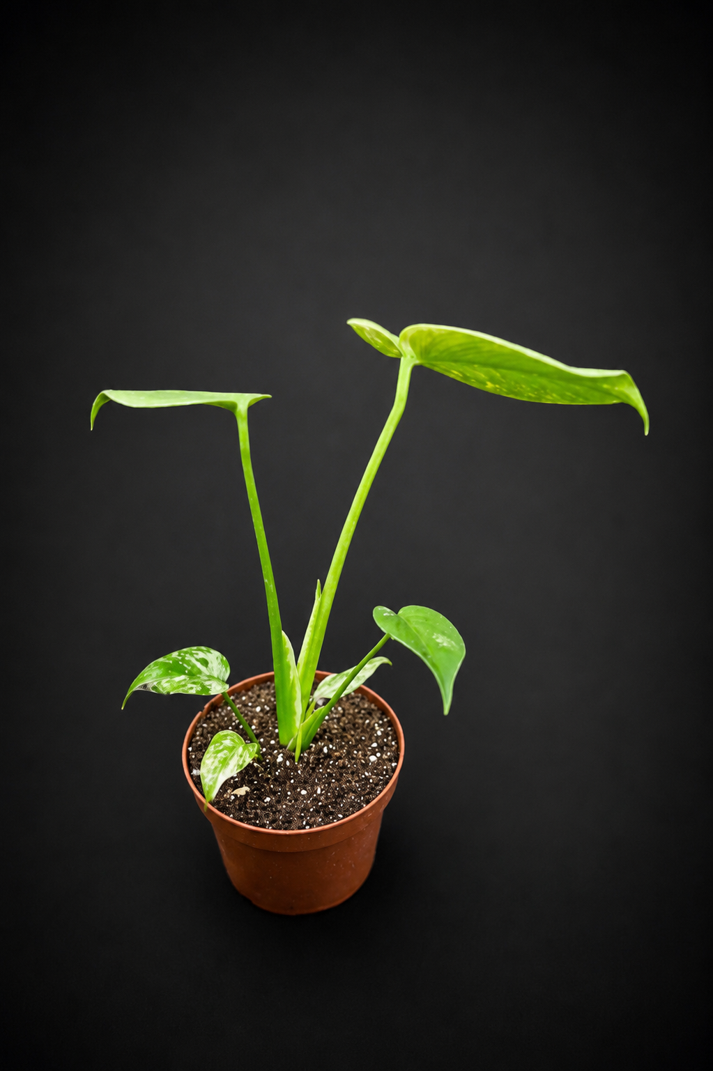 Monstera Mint - 1