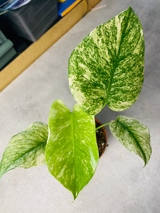 Monstera Mint - 1