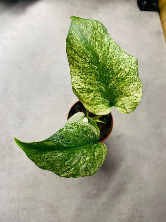 Monstera Mint - 2