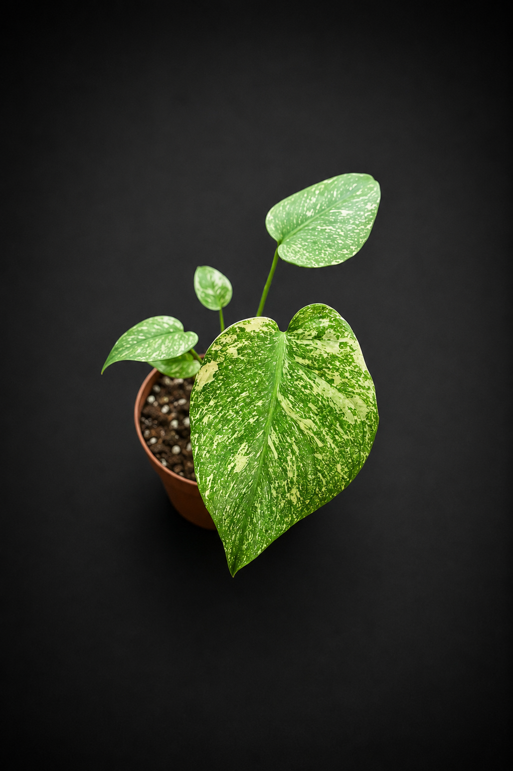 Monstera Mint - 2