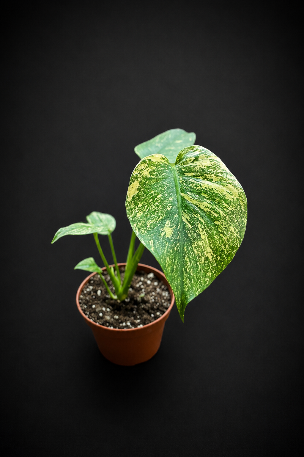 Monstera Mint - 2