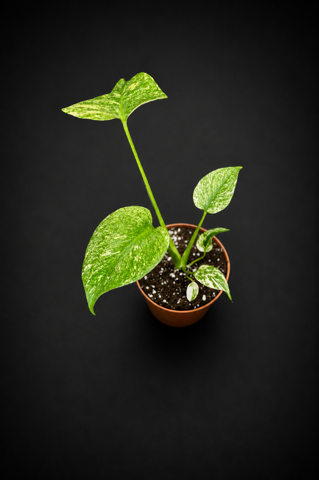 Monstera Mint - 2
