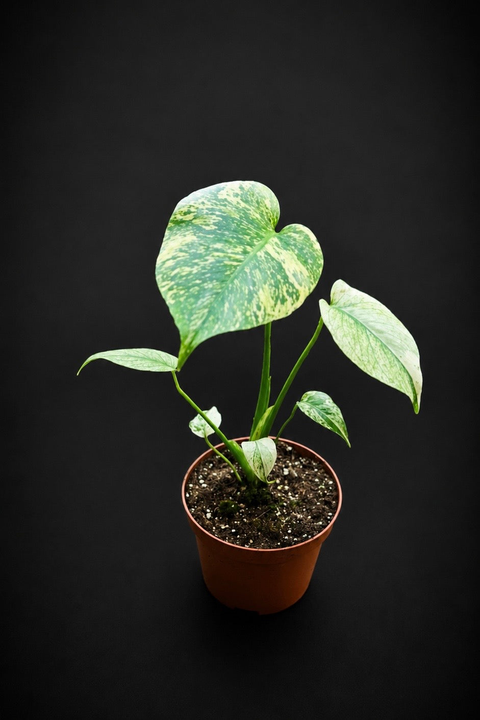 Monstera Mint - 3