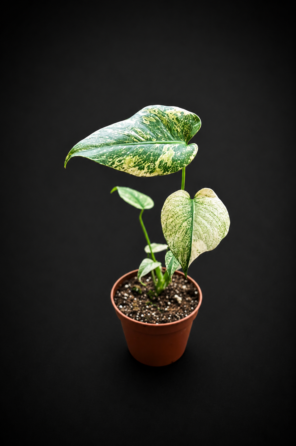 Monstera Mint - 3