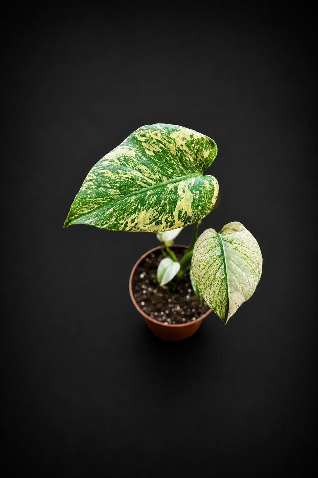 Monstera Mint - 3