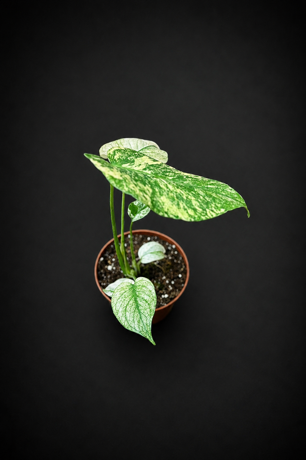 Monstera Mint - 3