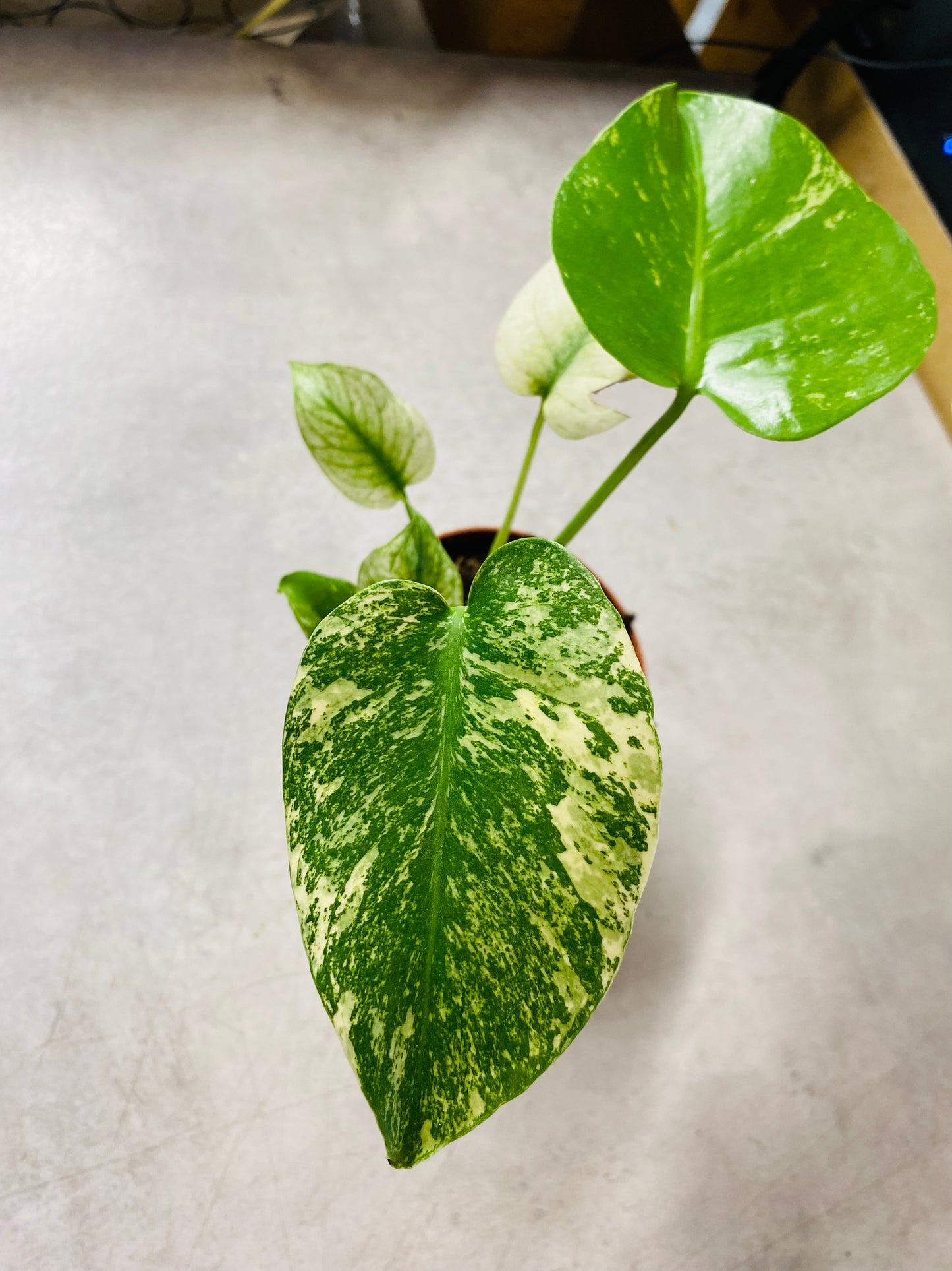 Monstera Mint