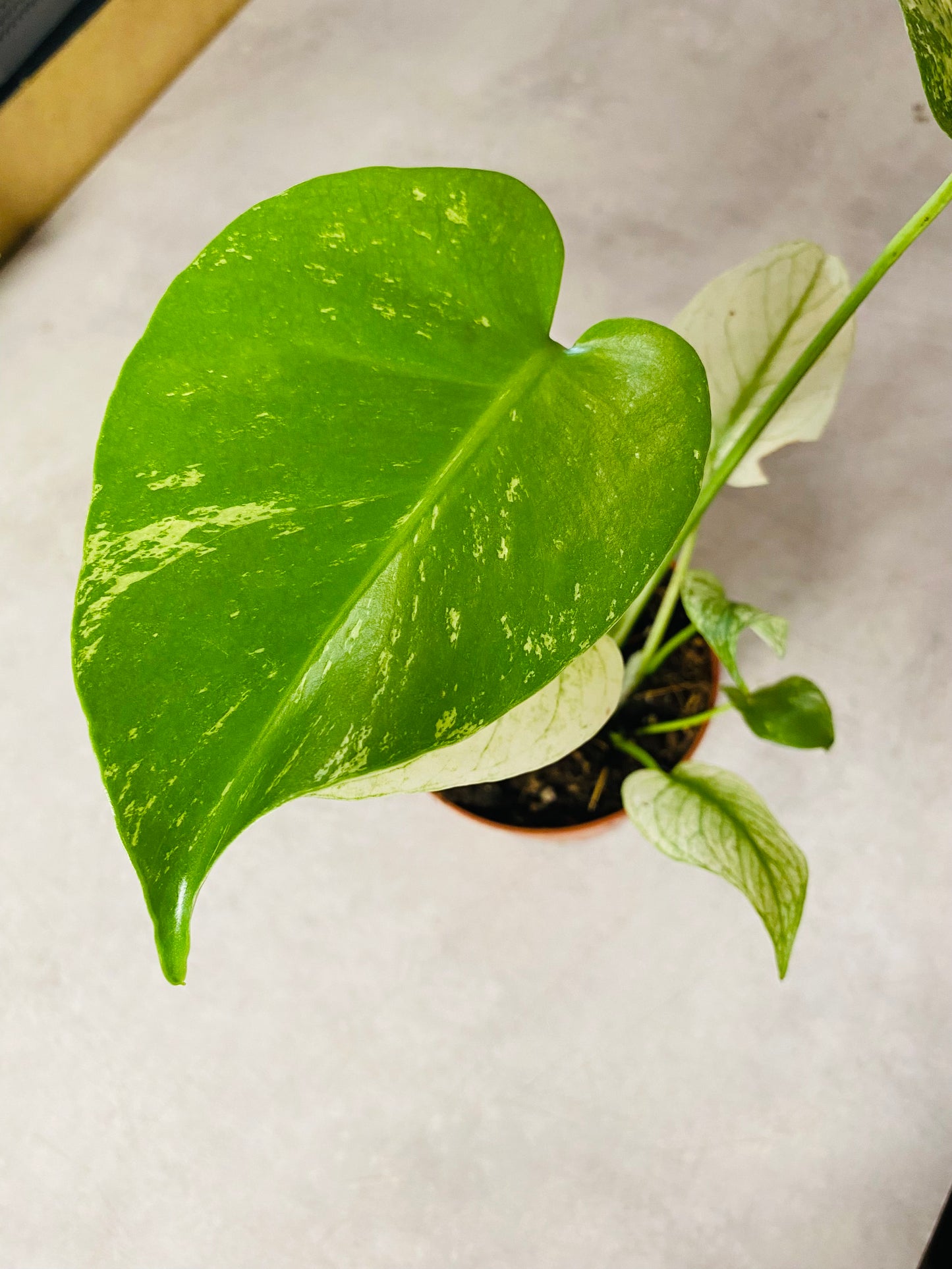 Monstera Mint