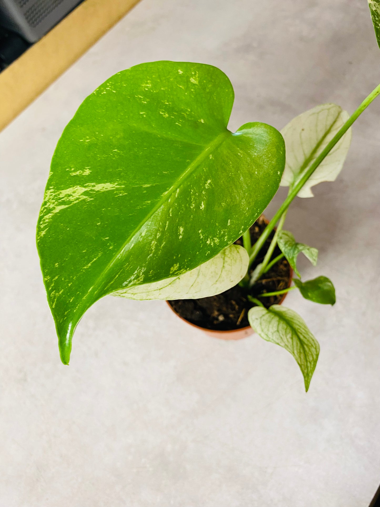 Monstera Mint