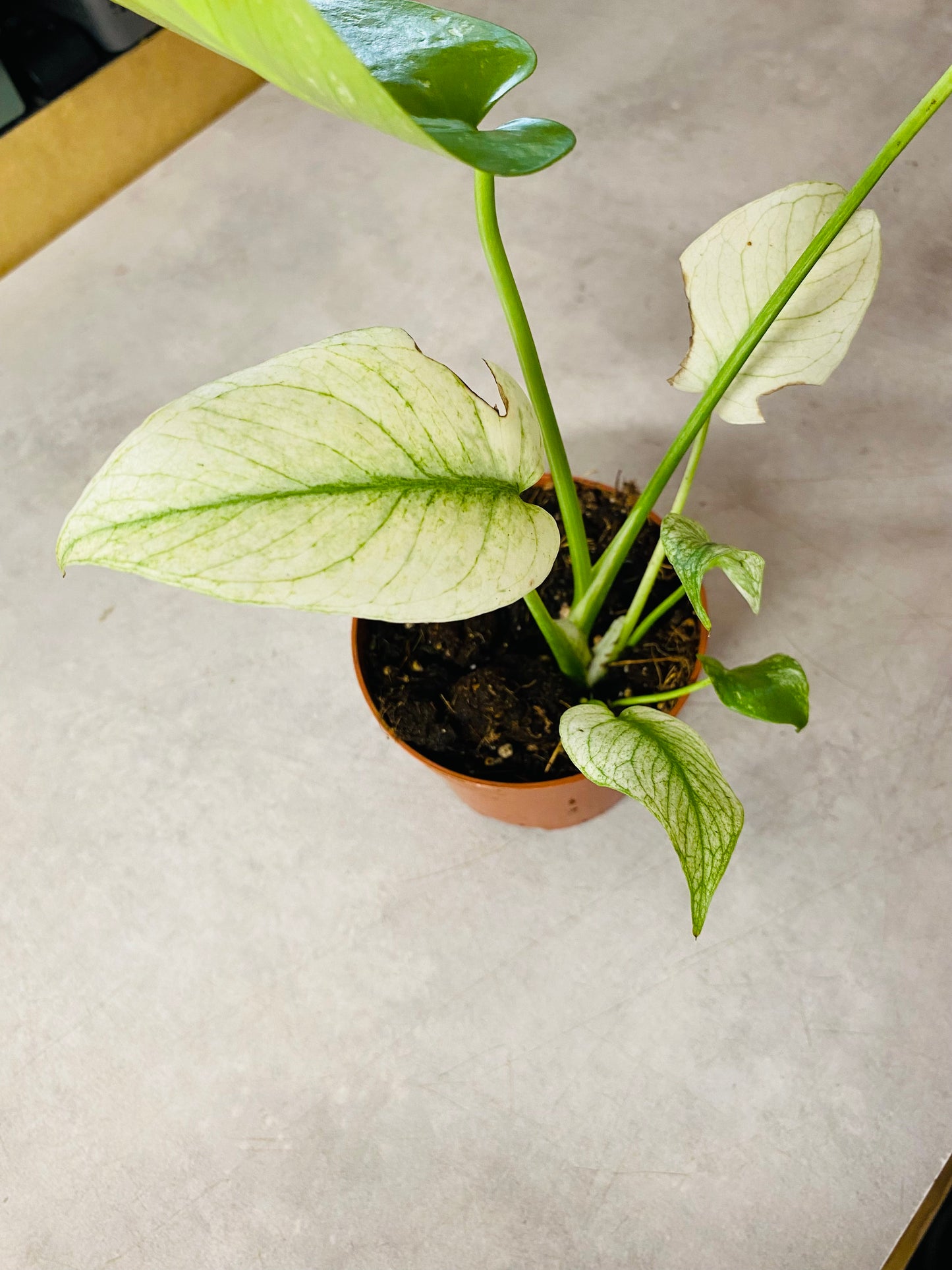 Monstera Mint