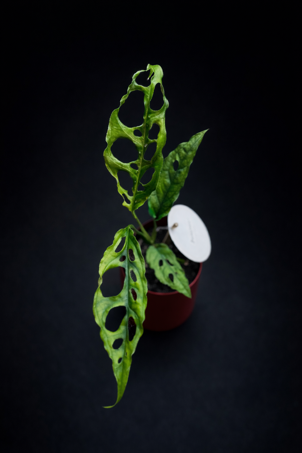 Monstera Obliqua Peru