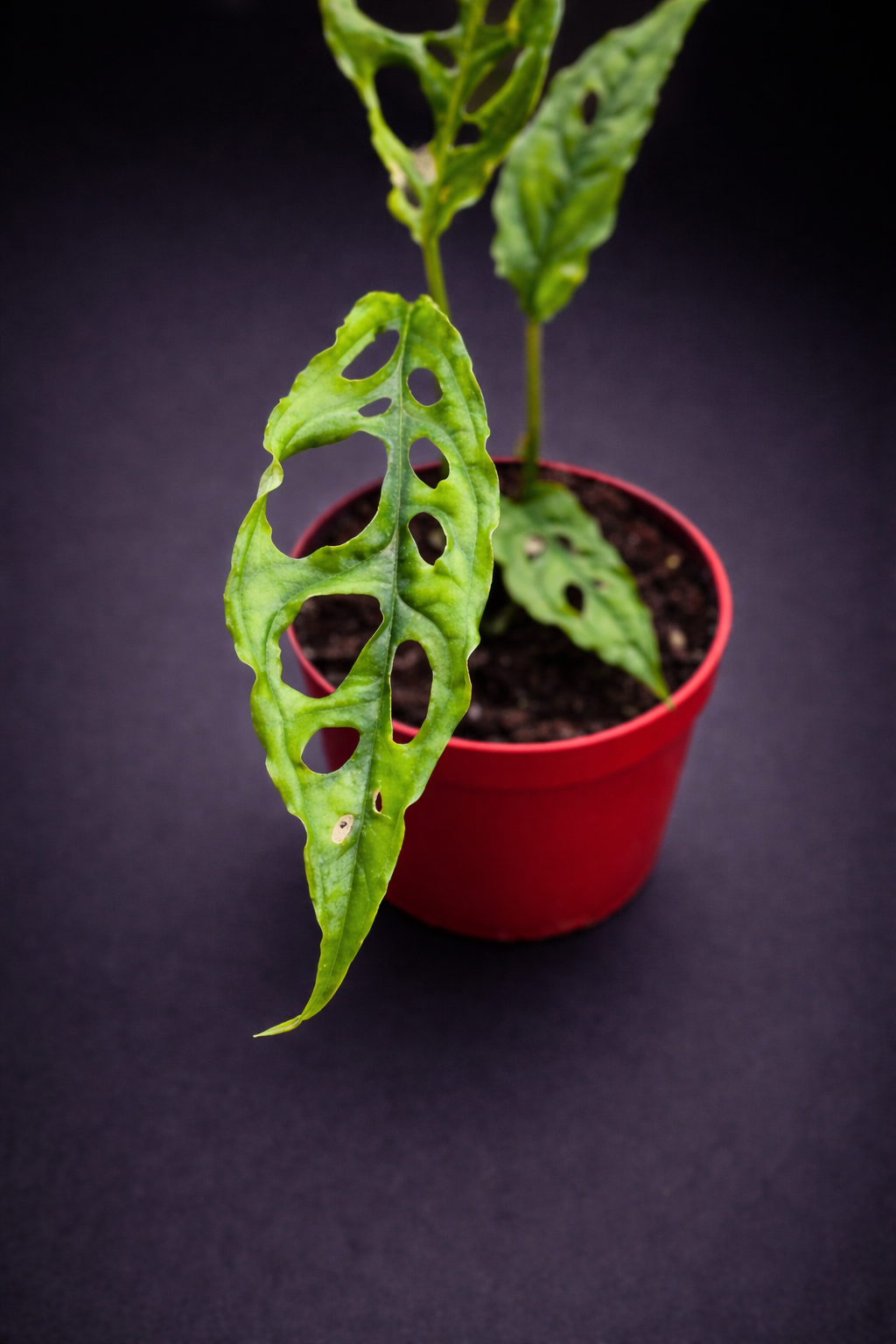 Monstera Obliqua Peru