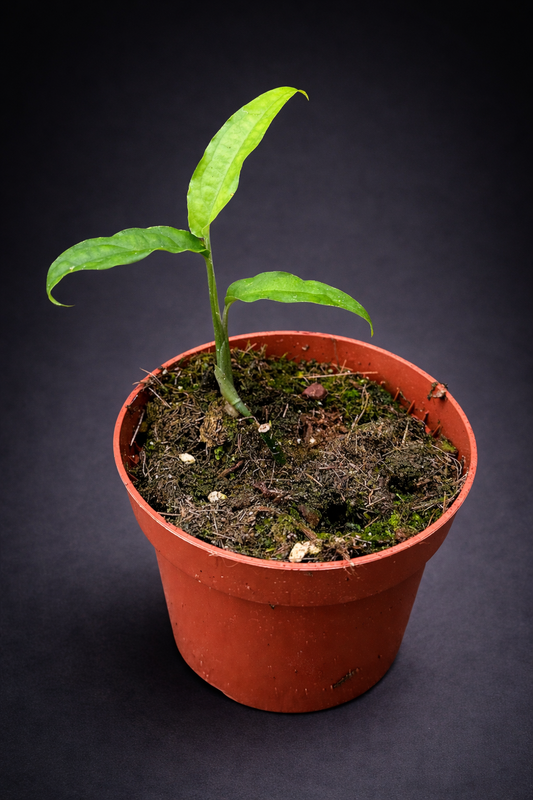 Monstera Obliqua Yasuni