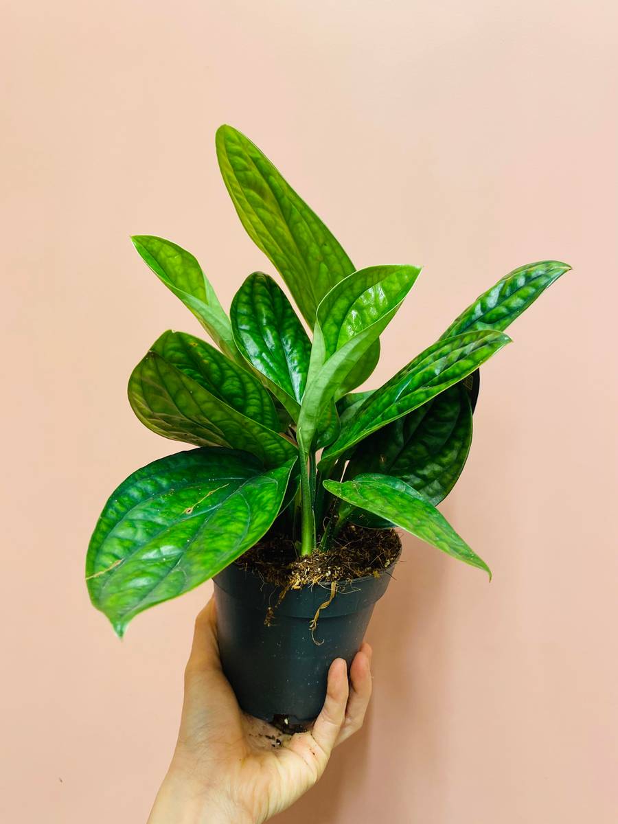 Monstera Peru med tykke, glansfulle blader som utstråler tropisk eleganse.