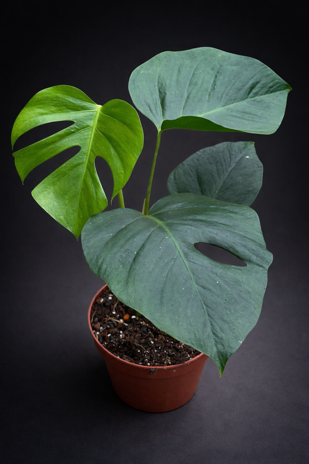Monstera Sierrana