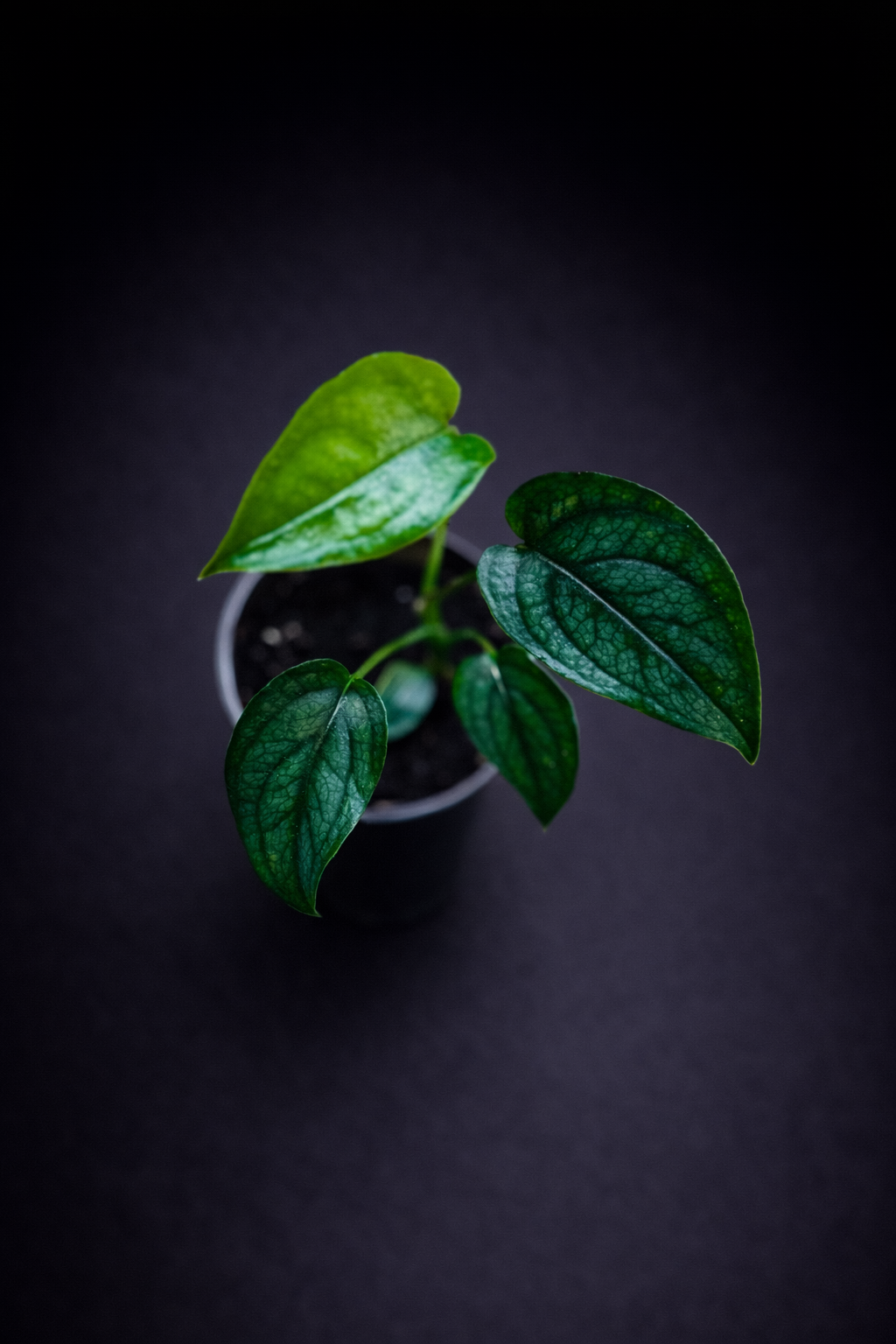 Monstera Siltepecana