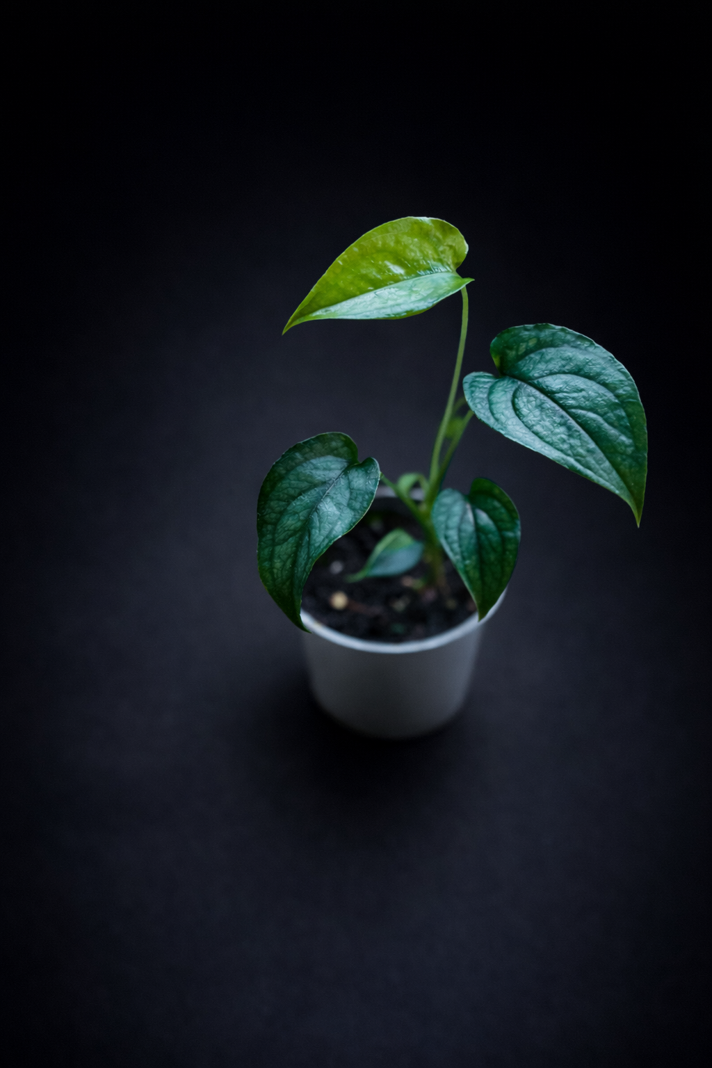 Monstera Siltepecana