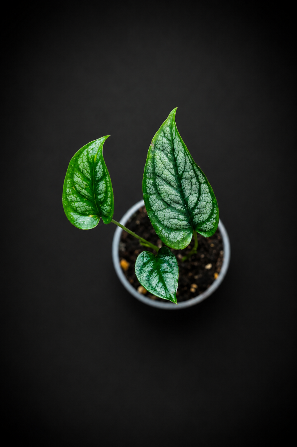 Monstera Siltepecana