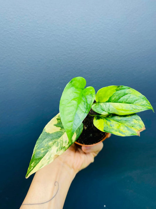 Monstera Siltepecana Aurea Variegata med slående gule variegasjoner på grønne blader.