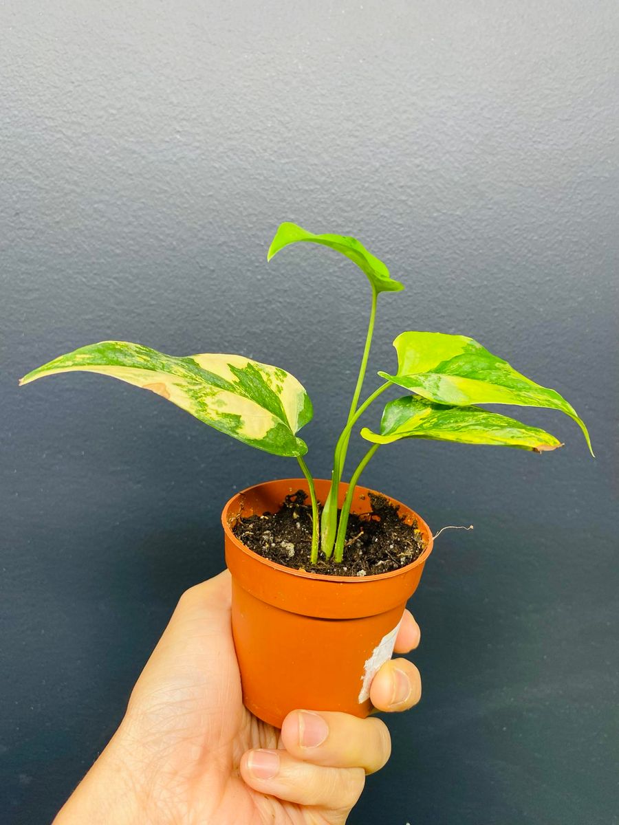 Monstera Siltepecana Aurea Variegata med slående gule variegasjoner på grønne blader.