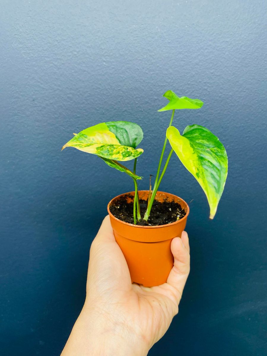 Monstera Siltepecana Aurea Variegata med slående gule variegasjoner på grønne blader.