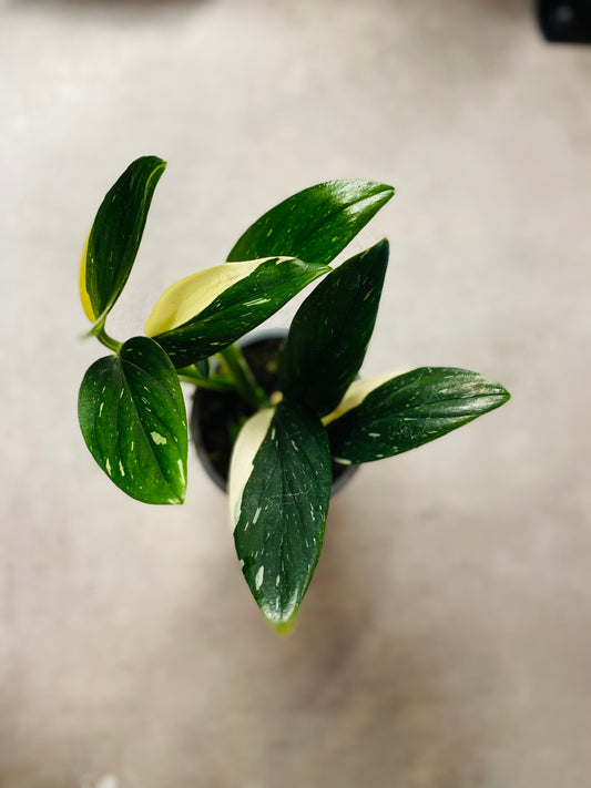 Monstera Standleyana Variegata