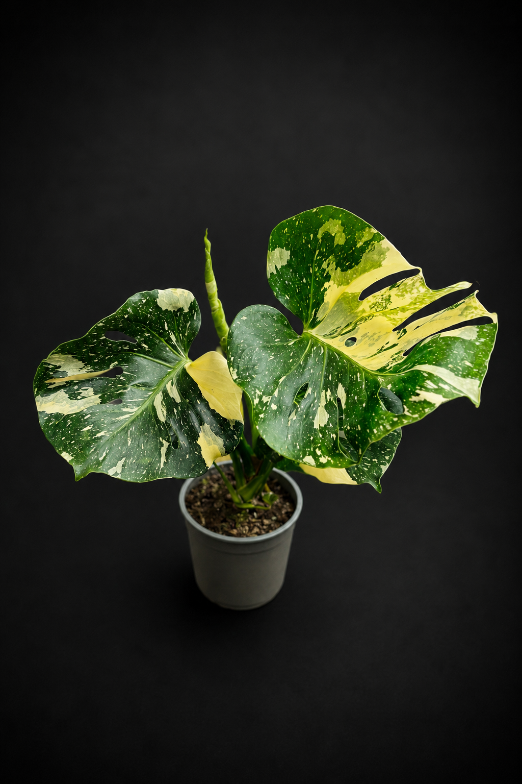 Monstera Thai Constellation - 1