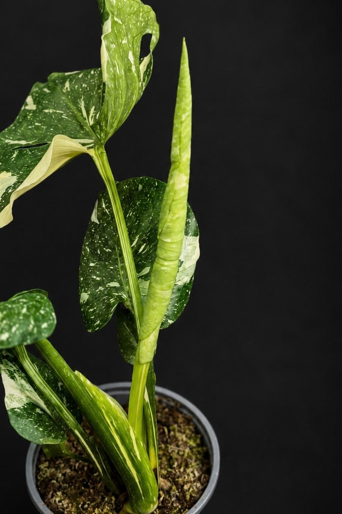 Monstera Thai Constellation - 1