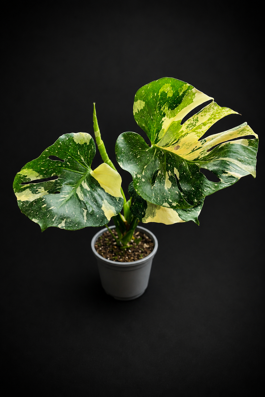 Monstera Thai Constellation - 1