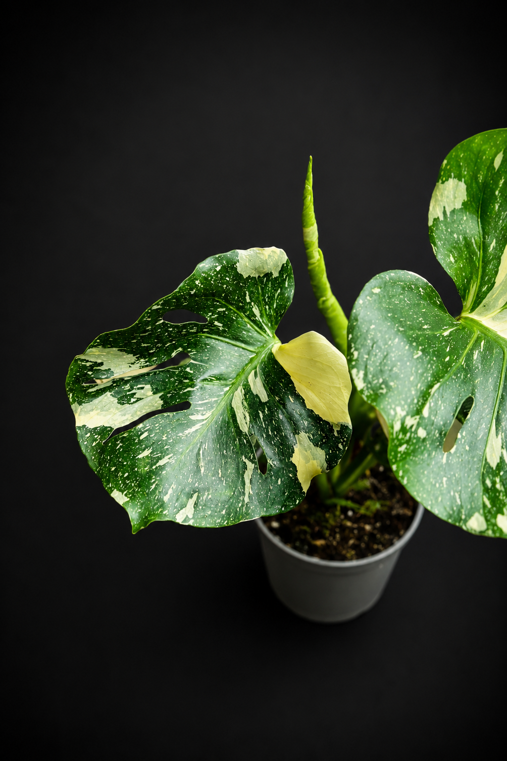 Monstera Thai Constellation - 1