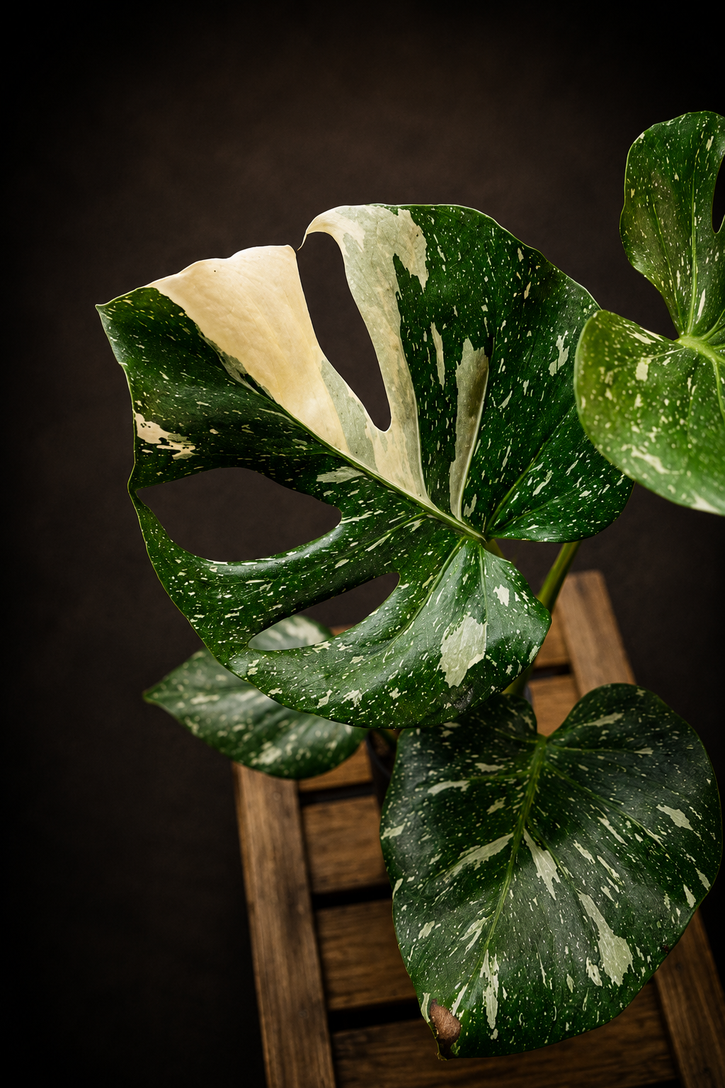 Monstera Thai Constellation - 2