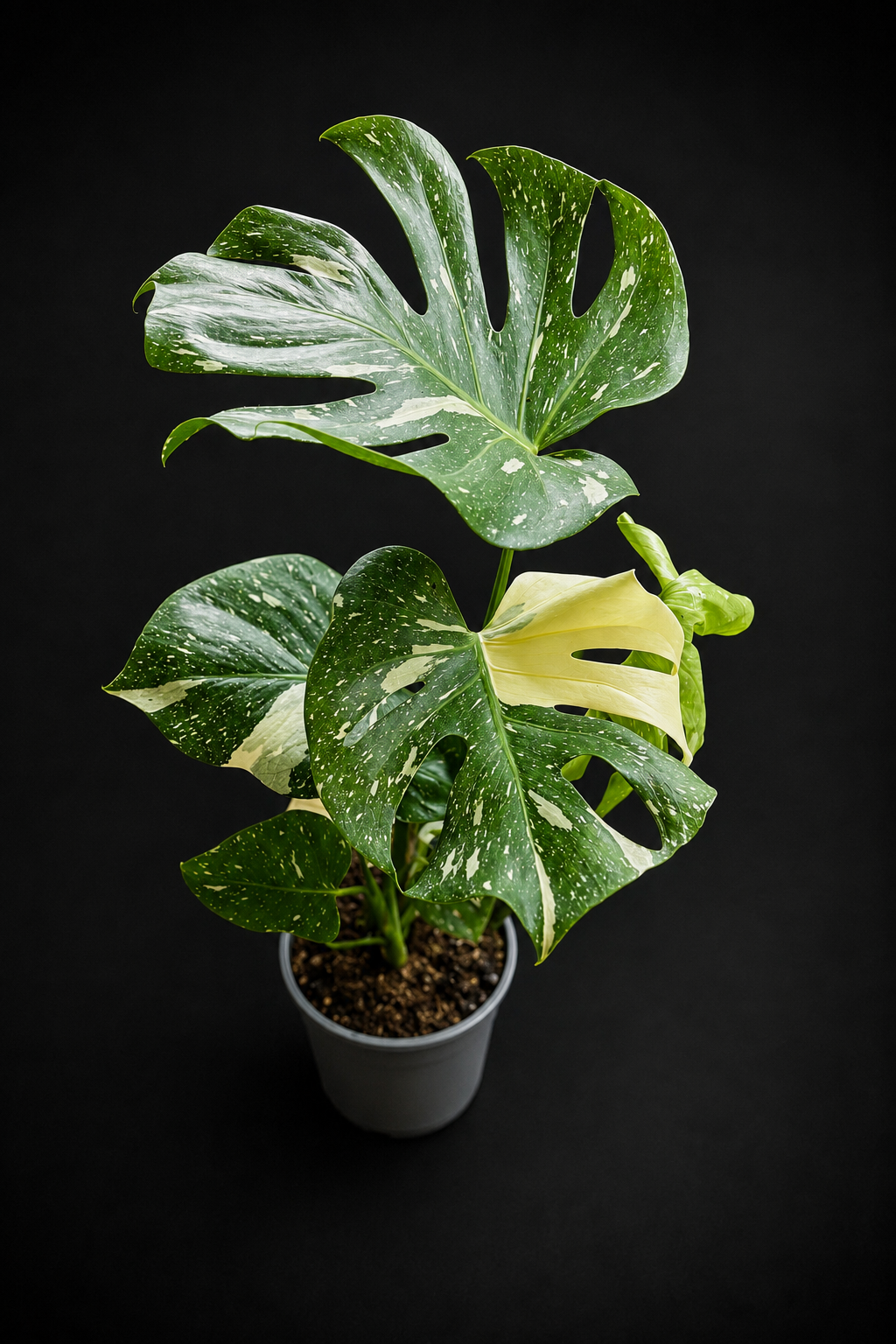 Monstera Thai Constellation - 2