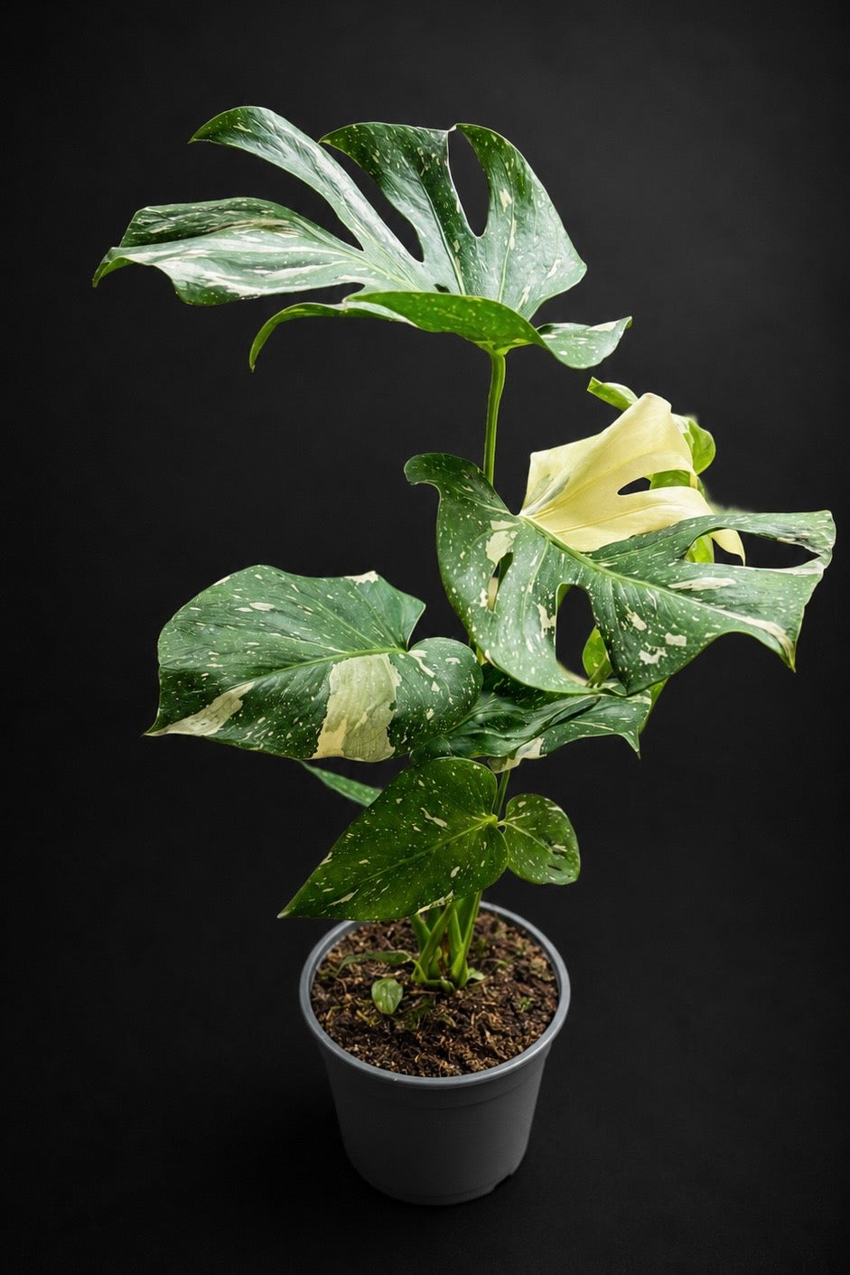 Monstera Thai Constellation - 2