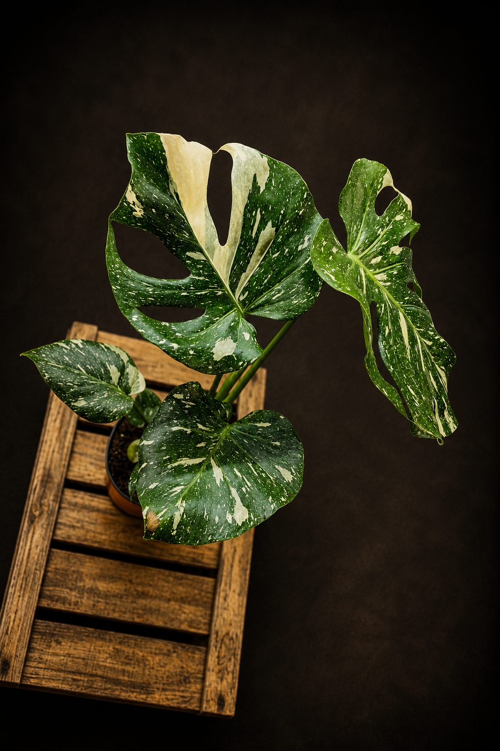 Monstera Thai Constellation - 2
