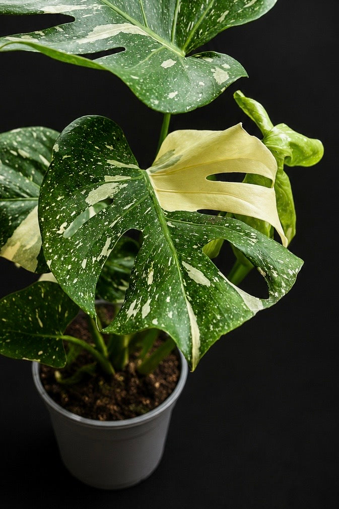Monstera Thai Constellation - 2