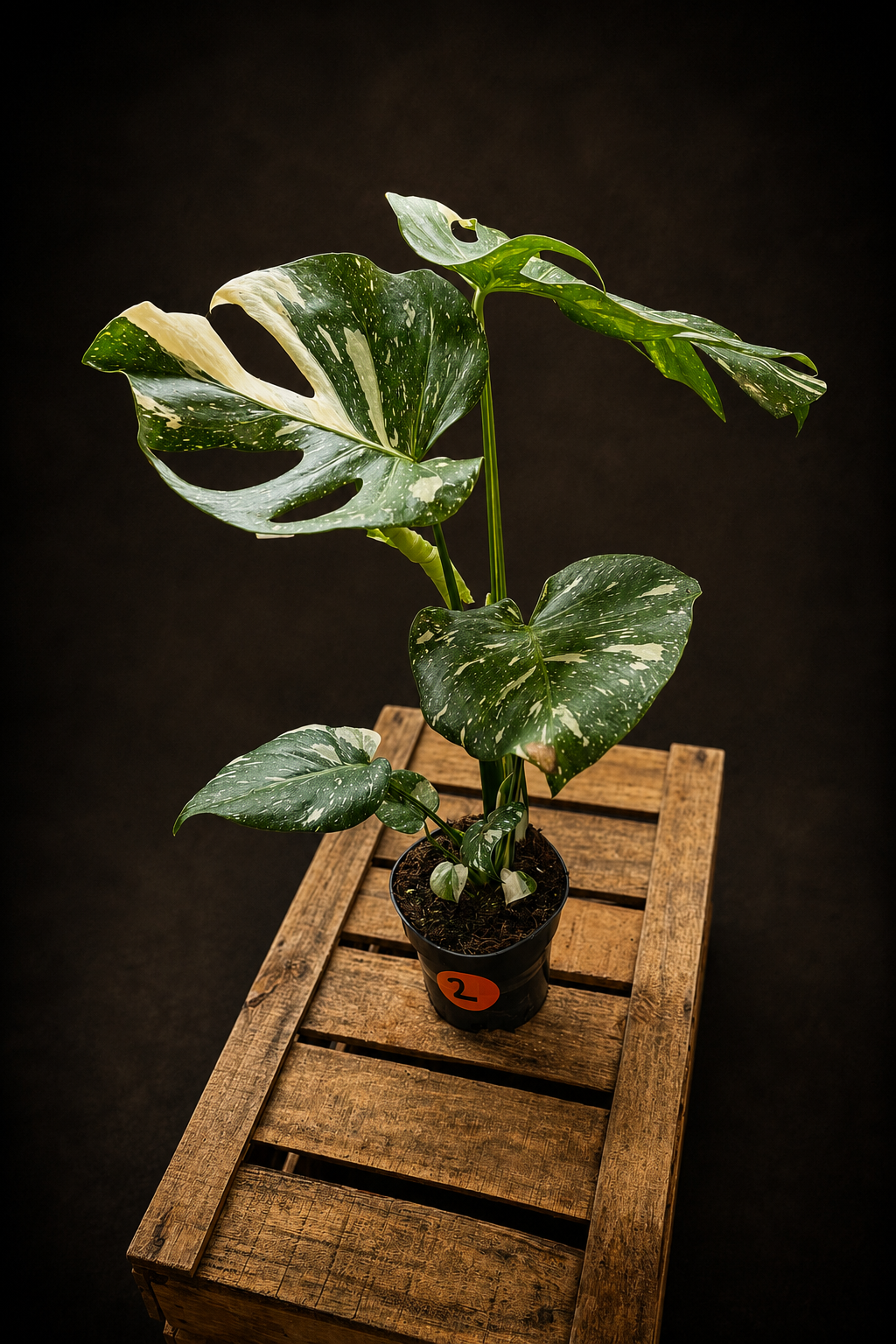Monstera Thai Constellation - 2