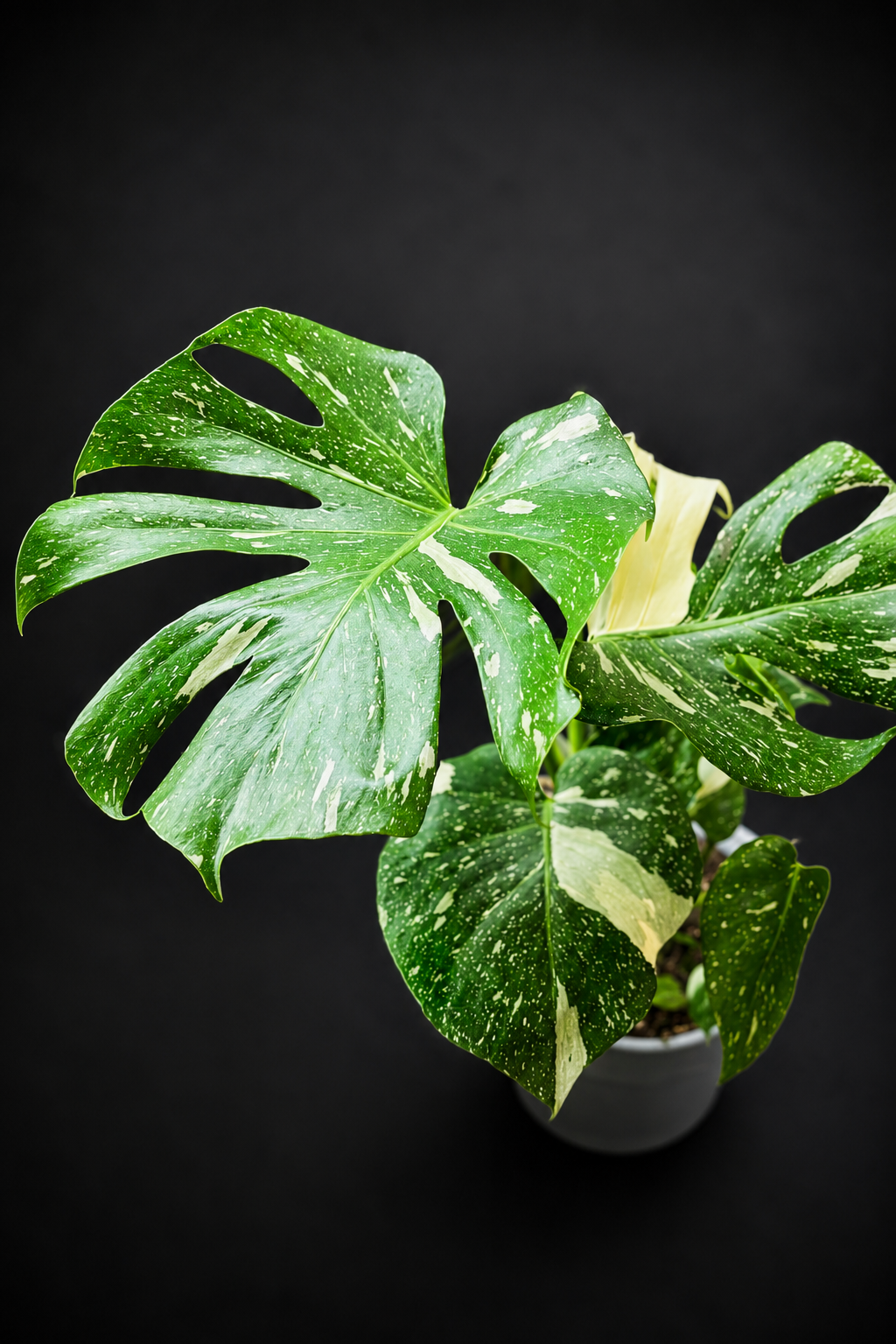 Monstera Thai Constellation - 2