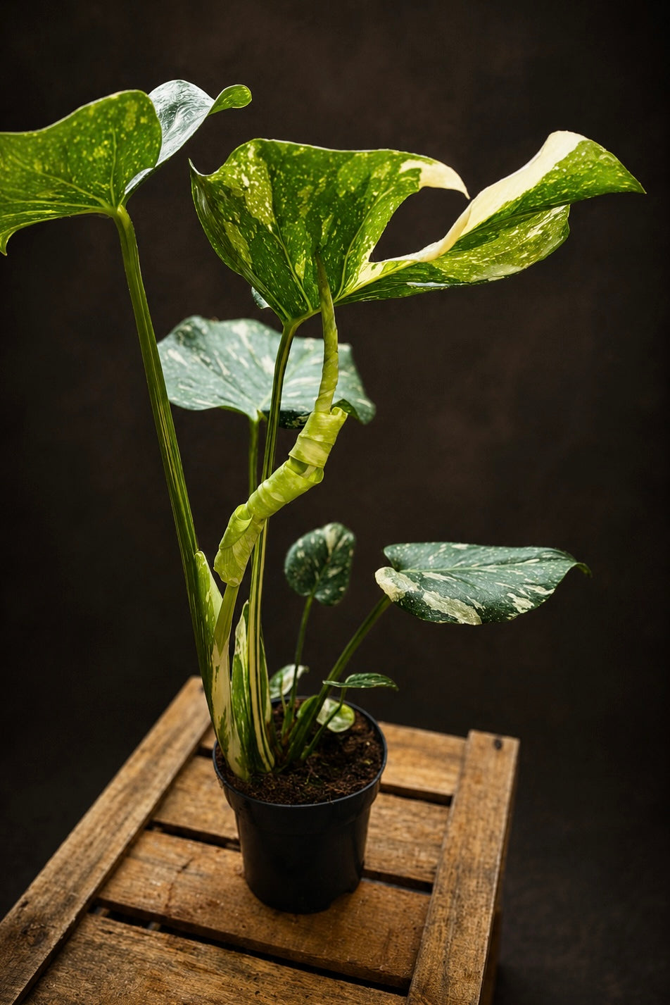Monstera Thai Constellation - 2