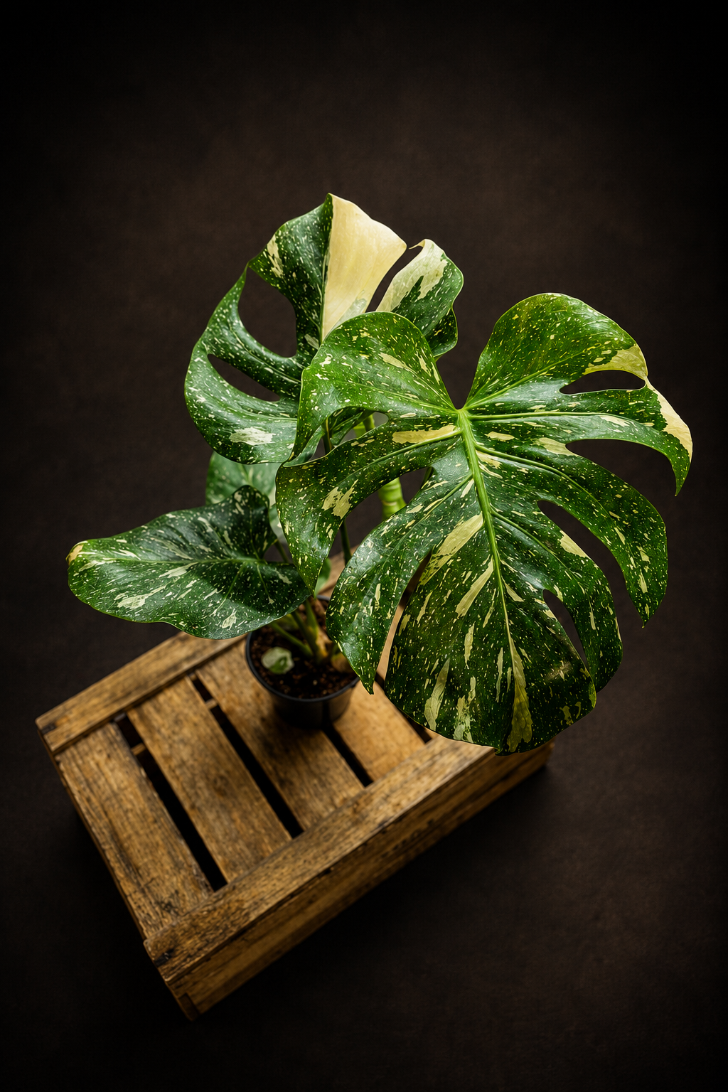 Monstera Thai Constellation - 2