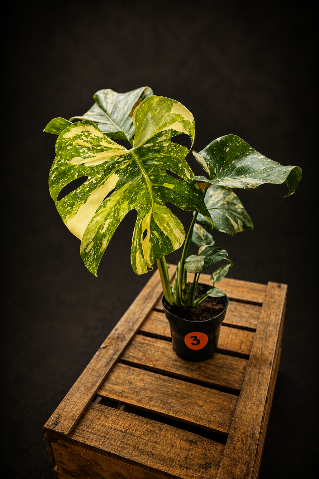 Monstera Thai Constellation - 3