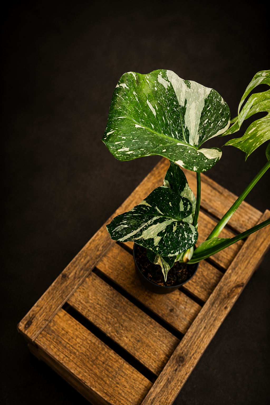 Monstera Thai Constellation - 3