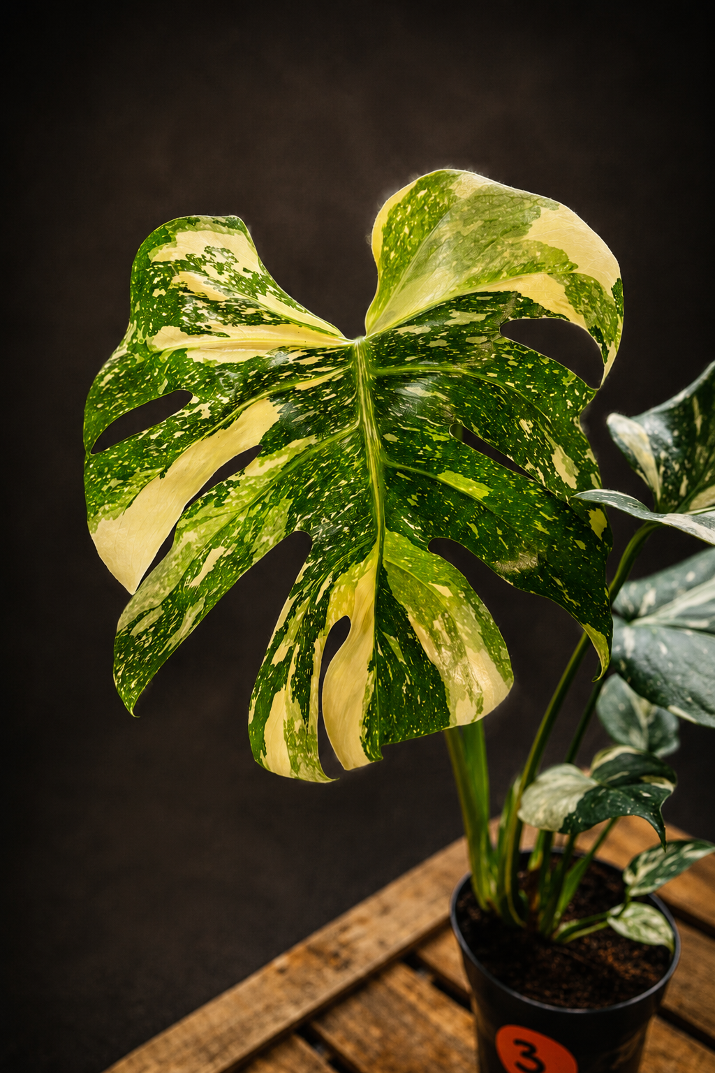Monstera Thai Constellation - 3