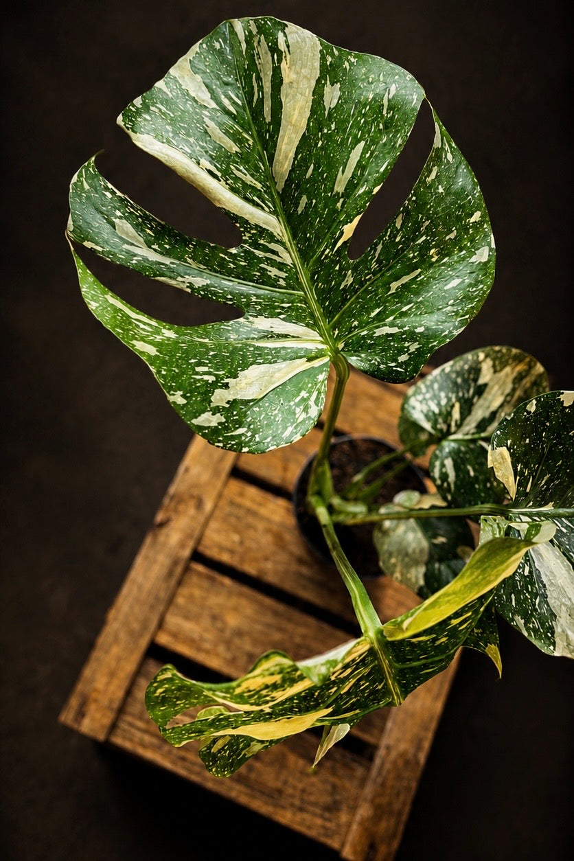 Monstera Thai Constellation - 3