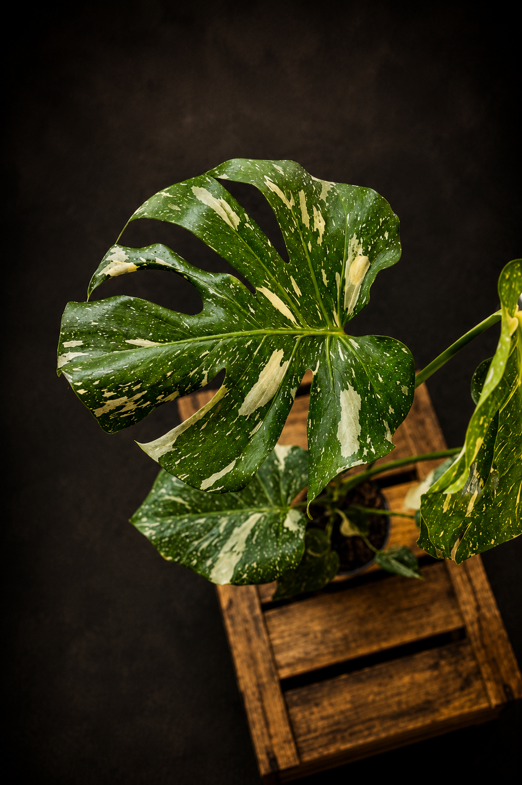 Monstera Thai Constellation - 4