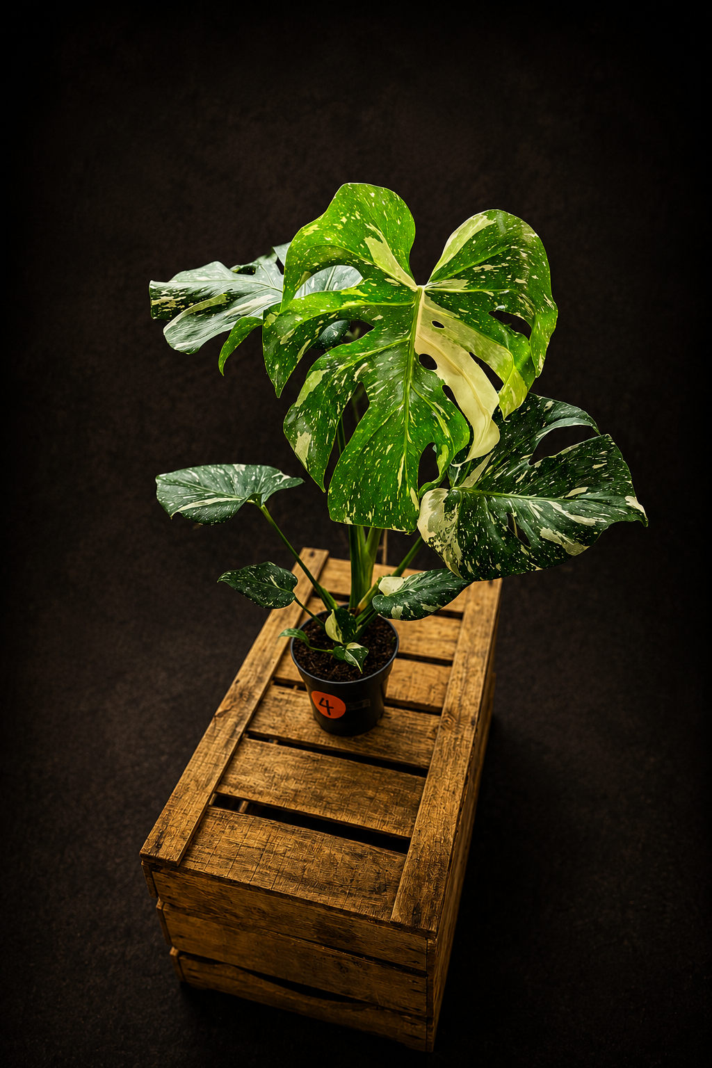 Monstera Thai Constellation - 4