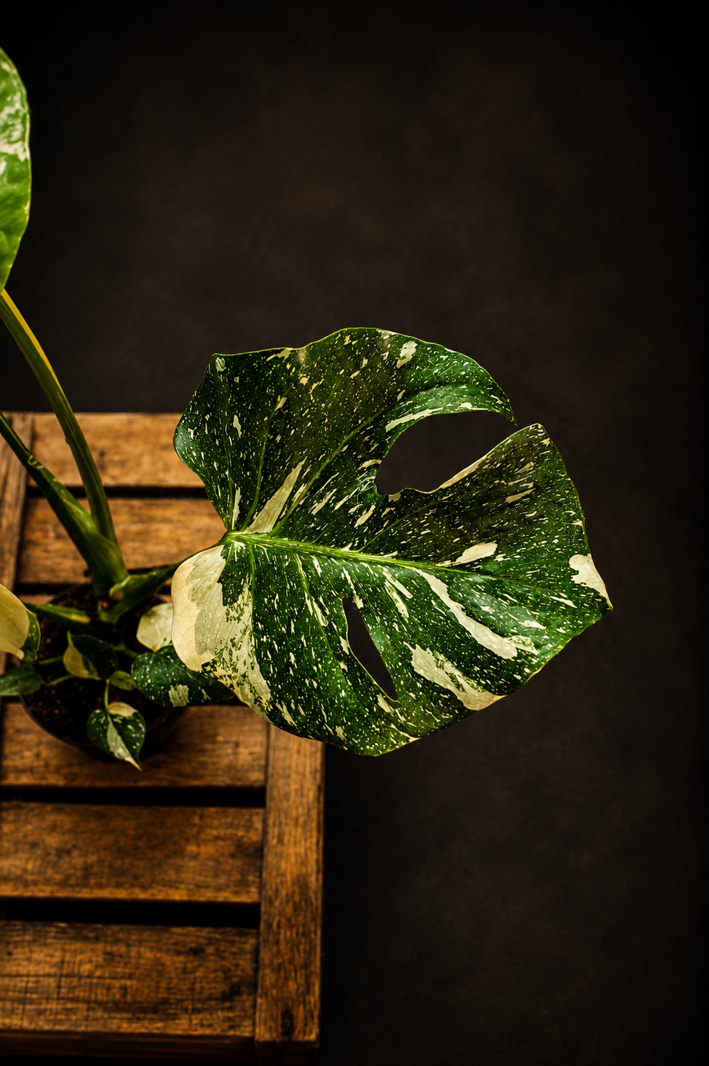 Monstera Thai Constellation - 4