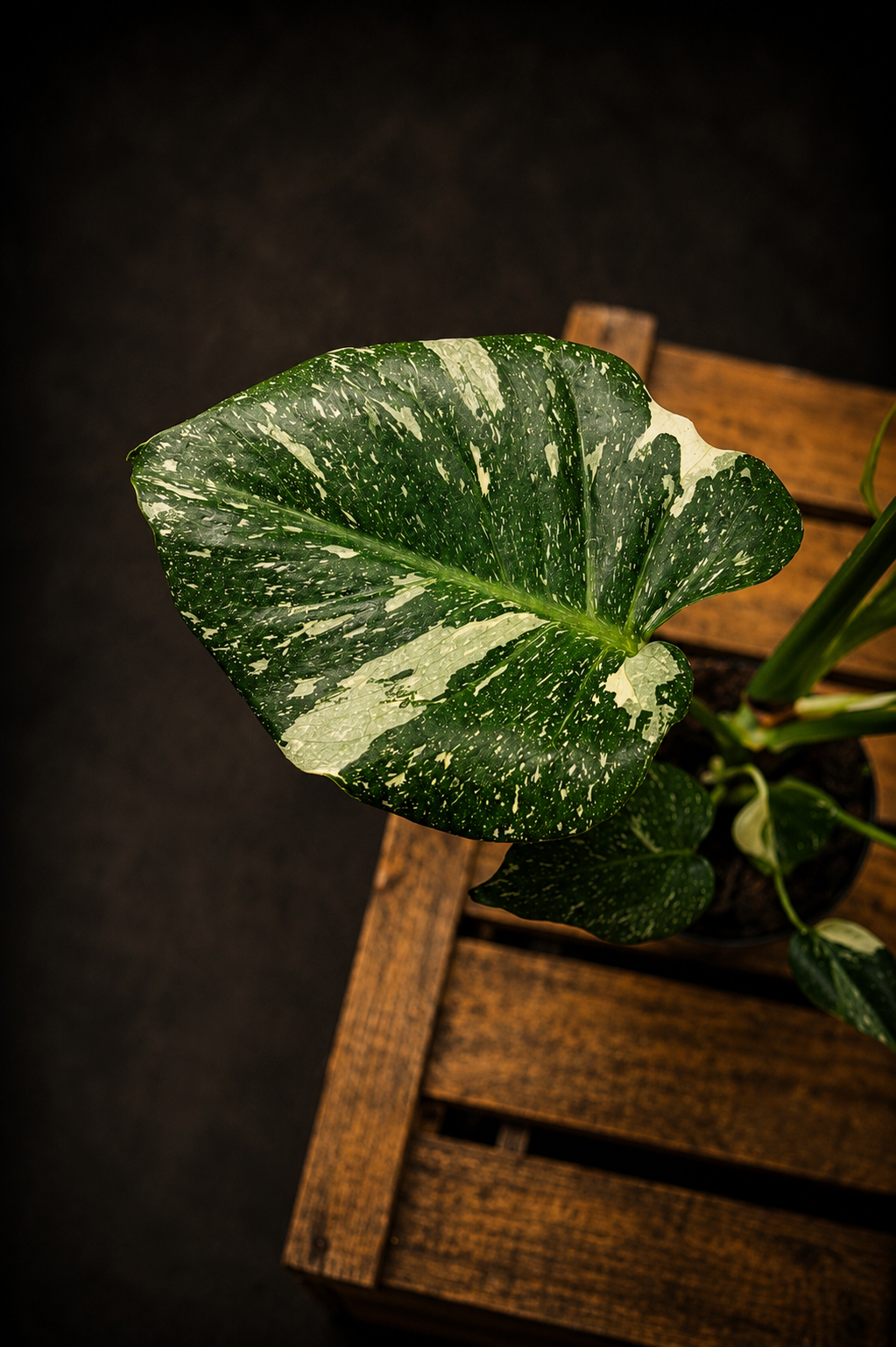 Monstera Thai Constellation - 4