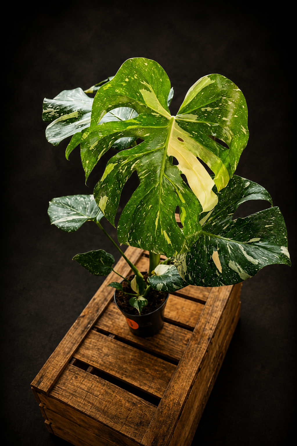 Monstera Thai Constellation - 4